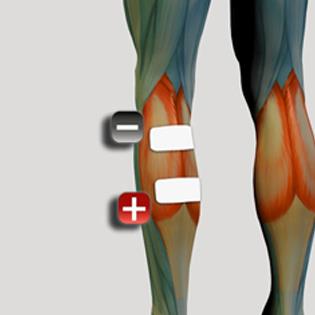 Baldır (gastrocnemius) yerleşim örneği — Globus Genesy 600 kullanım kılavuzu